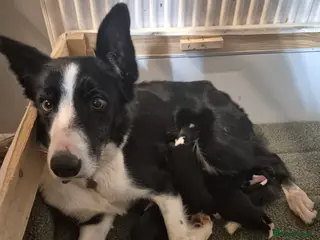 Sprollie dogs Sprollie puppies - Advert 7