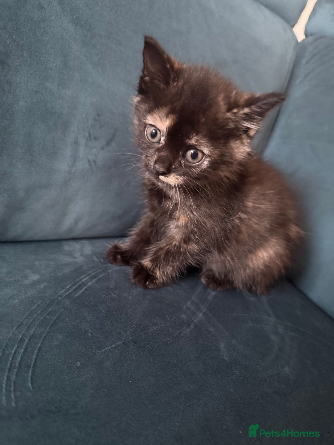 Mixed Breed cats for sale: Savannah cross British shorthair kittens  - Image 4