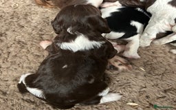 English Springer Spaniel dogs for sale: Springer spaniel puppies for sale  - Image 9