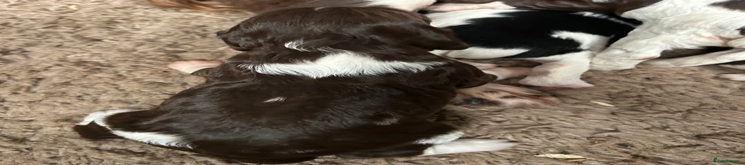 English Springer Spaniel Puppy 4