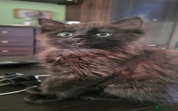 Siberian cats for sale: 6 lovely Siberian kittens  - Image 12