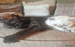 British Shorthair cats for sale: Beutiful British shorthair kittens  - Image 4