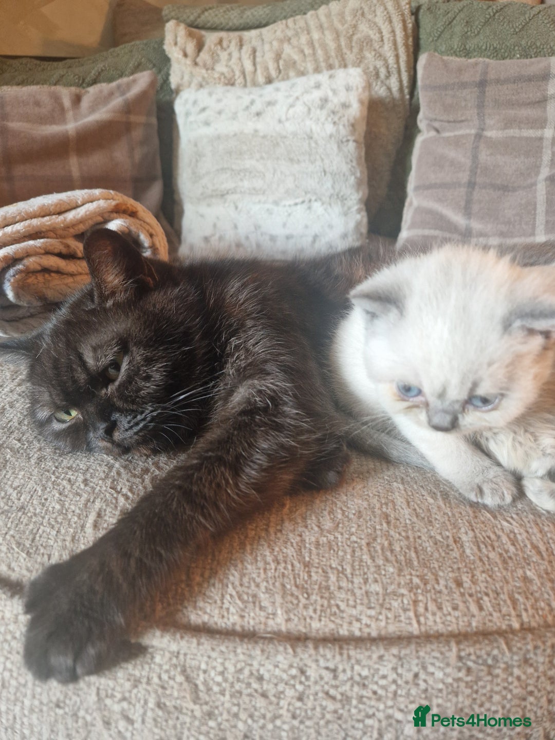 British Shorthair cats for sale: Beutiful British shorthair kittens  - Image 4