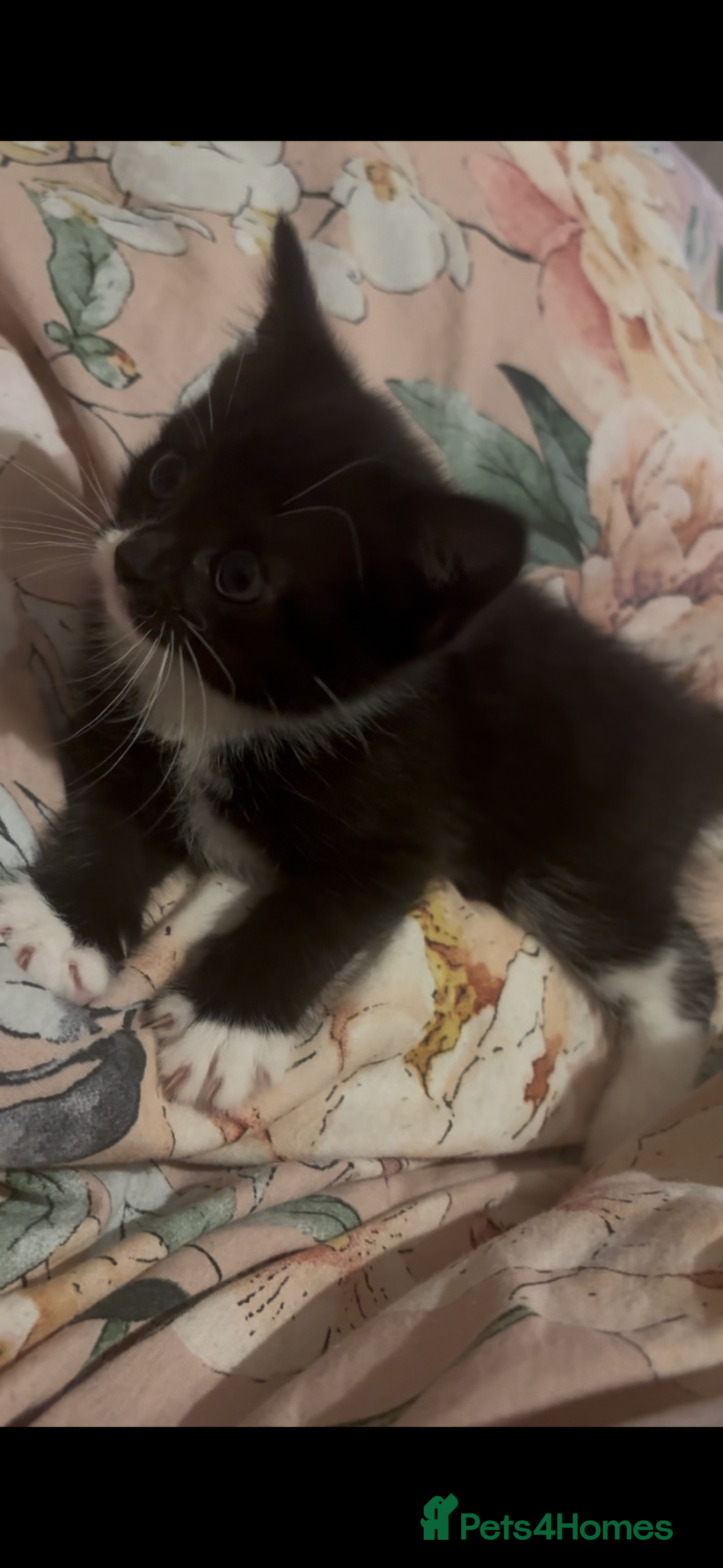 Domestic Shorthair cats for sale: Black and white kittens for sale  - Image 2