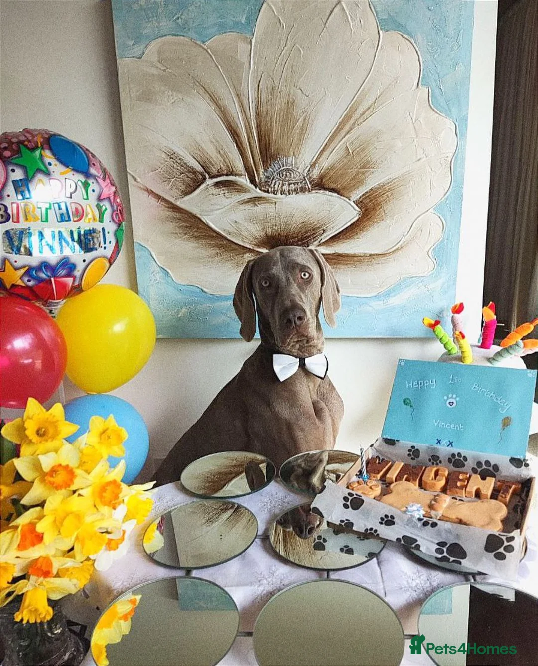 Weimaraner dogs for stud: 🌟Superb🌟Proven🌟Hip Scored🌟KC in Woodbridge - Advert 32