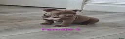 American Bully dogs for sale: 💎Elite Lilac Tri Pocket Bullies AKBC registered💎 - Advert 12