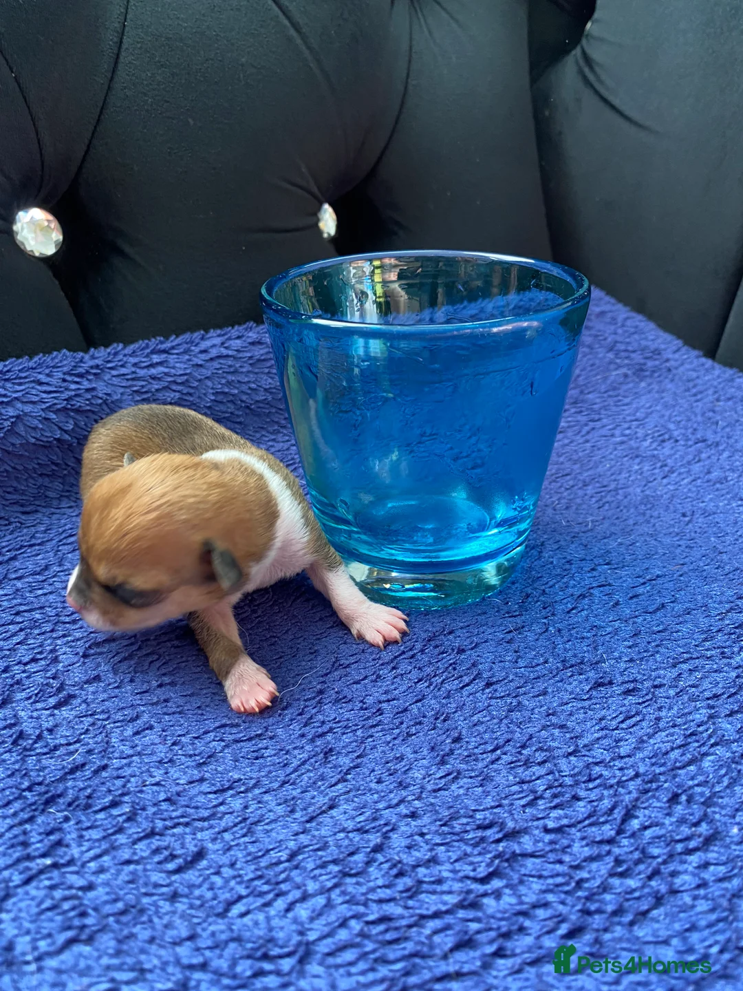 Chihuahua dogs for sale: Chihuahua puppies 3 💙Ánd 2🩷 - Advert 2