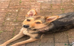 Mixed Breed dogs for adoption: Efa 🐾 - Image 4