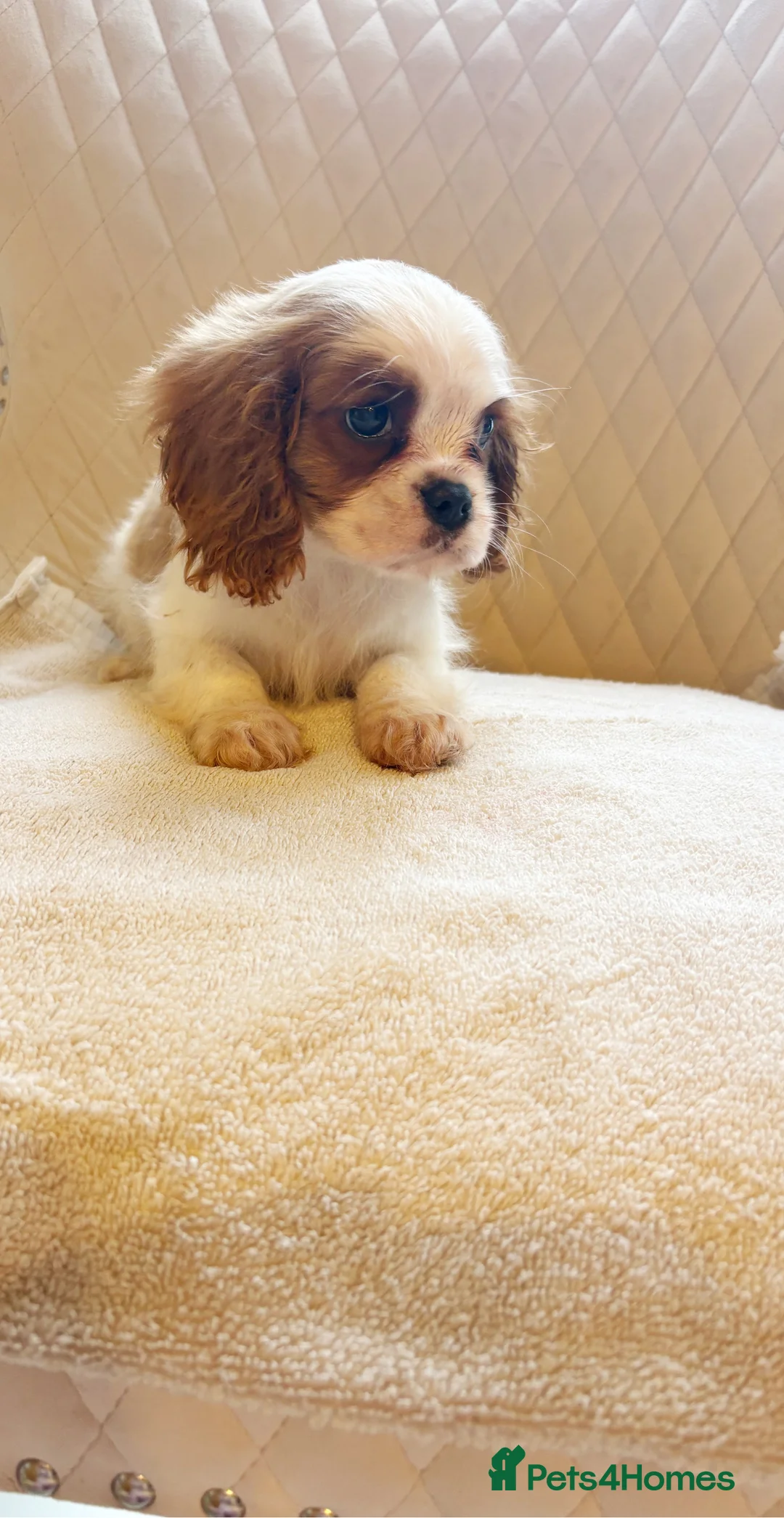 Cavalier King Charles Spaniel dogs for sale: Beautiful Cavalier King Charles boy for sale  - Advert 3