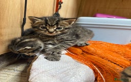 Mixed Breed cats for sale: 6 Cute Kittens Looking for Loving Homes - Image 6