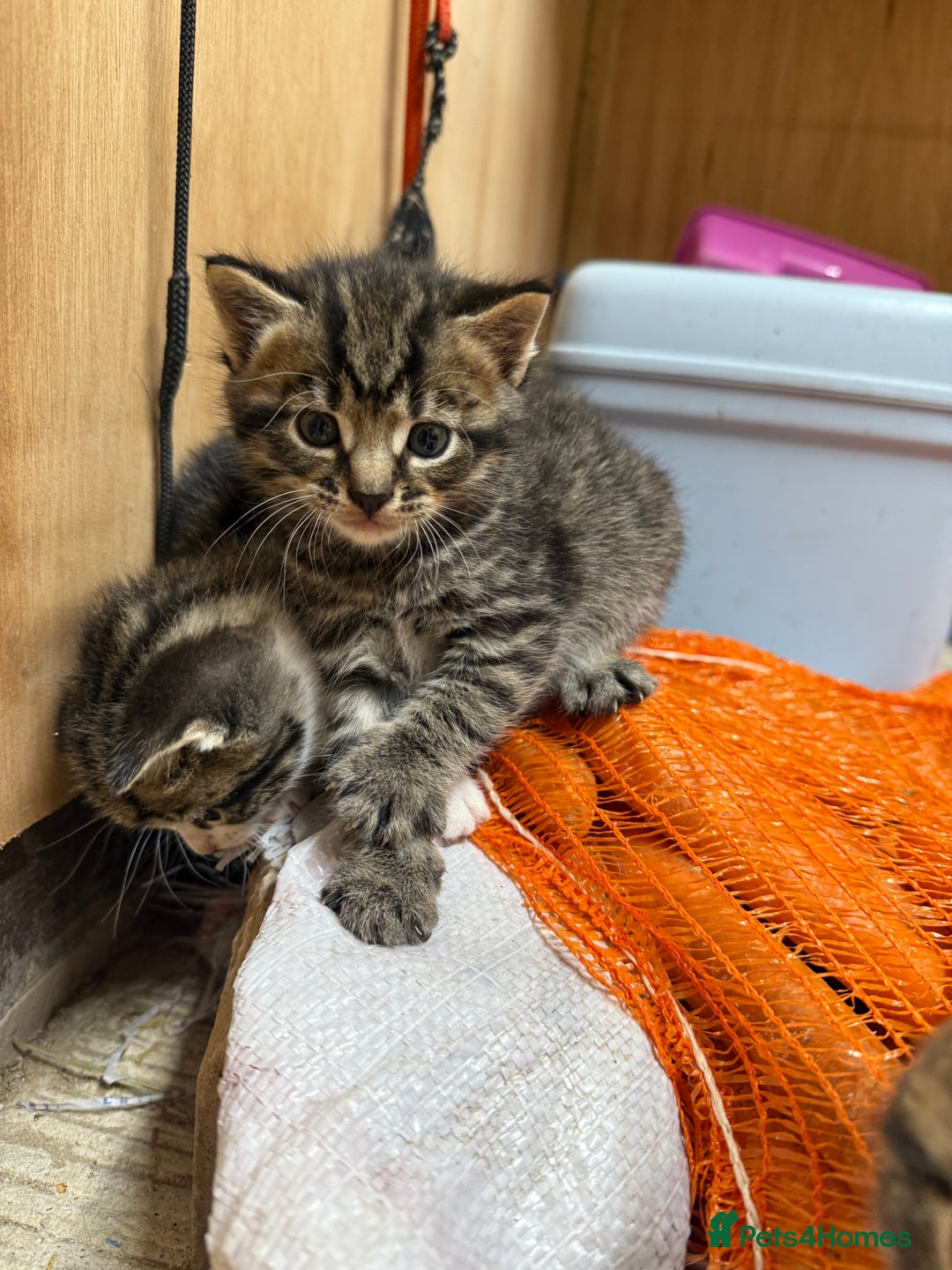 Mixed Breed cats for sale: 6 Cute Kittens Looking for Loving Homes - Image 6