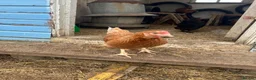 Chickens poultry for sale: Point of lay hens for sale  - Advert 10
