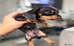 Miniature Dachshund dogs for sale: Minature dachshund puppies - Image 3