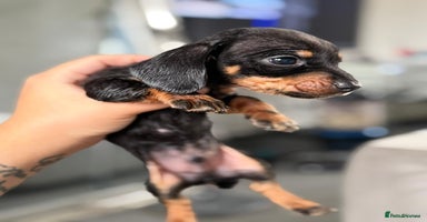 Miniature Dachshund dogs - Advert 2