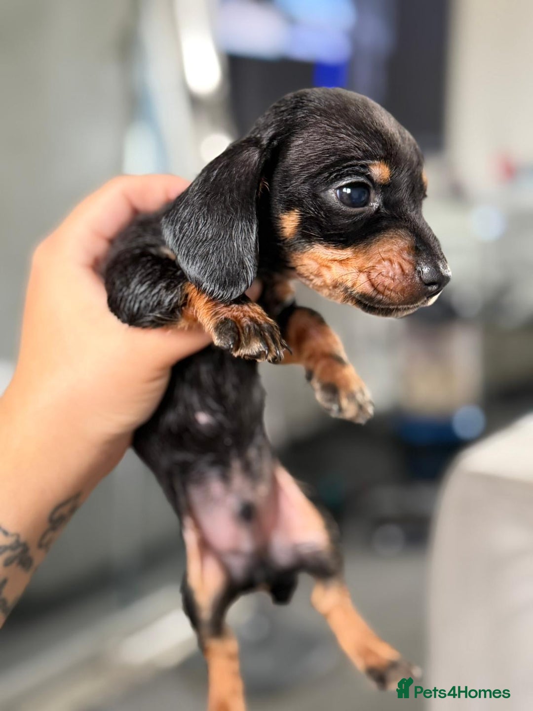 Miniature Dachshund dogs for sale: Minature dachshund puppies - Image 3