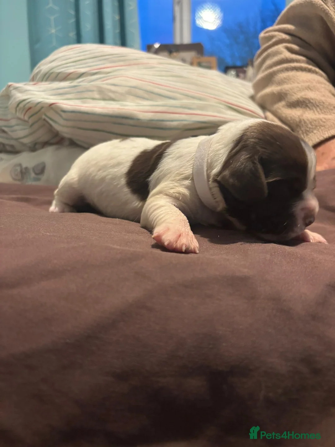 English Springer Spaniel dogs for sale: English Springer Spaniel Pups - Advert 6