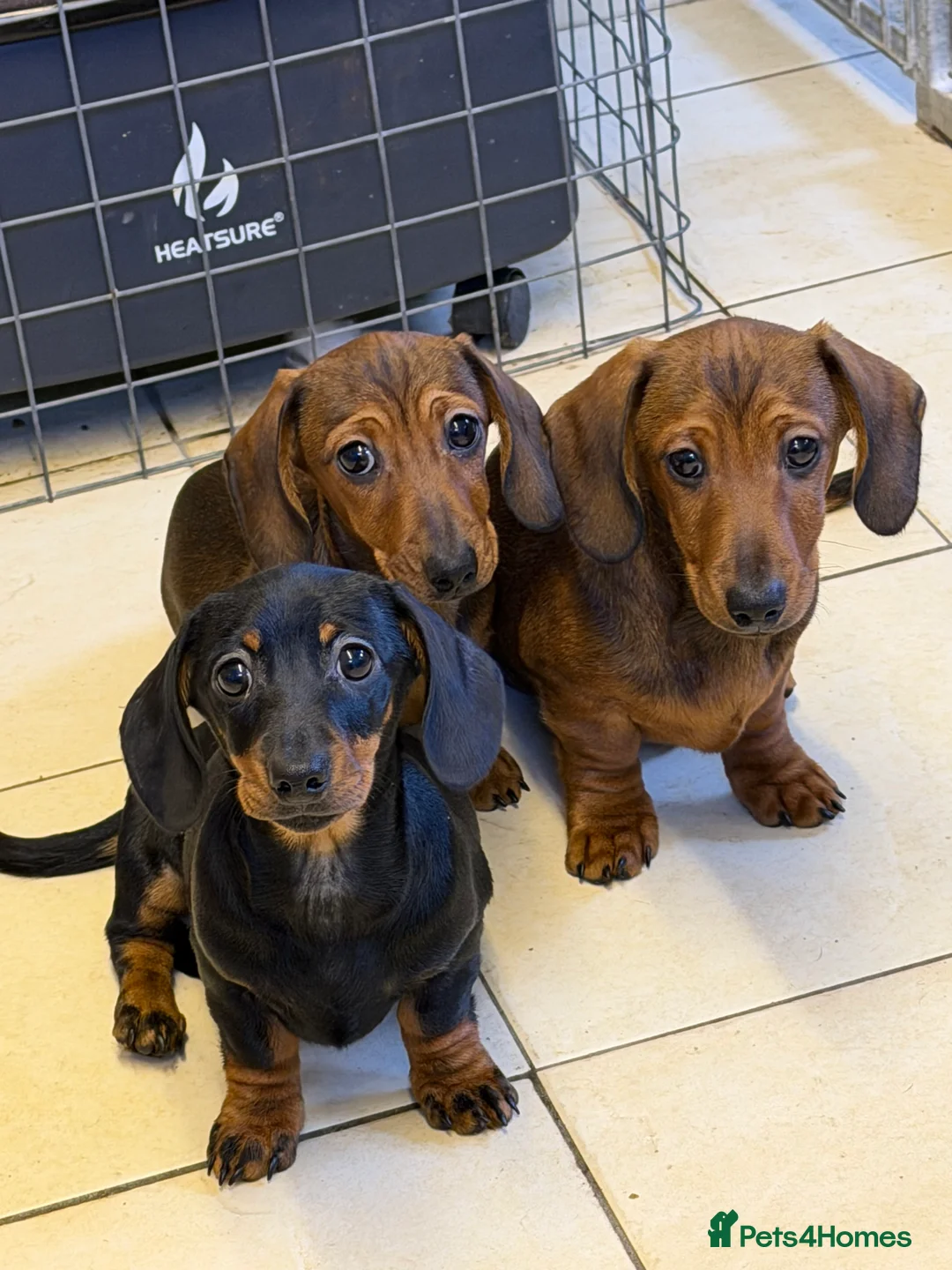 Dachshund dogs for sale: Dachshund ( miniature smooth haired )  - Advert 6
