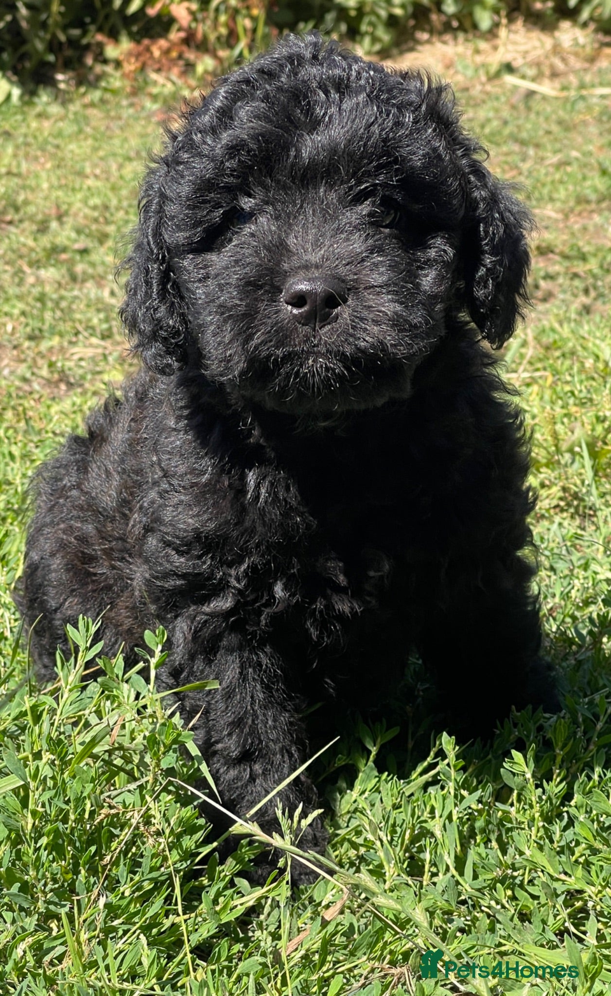 Mixed Breed dogs Gorgeous Froodle Pups for sale - Advert 16