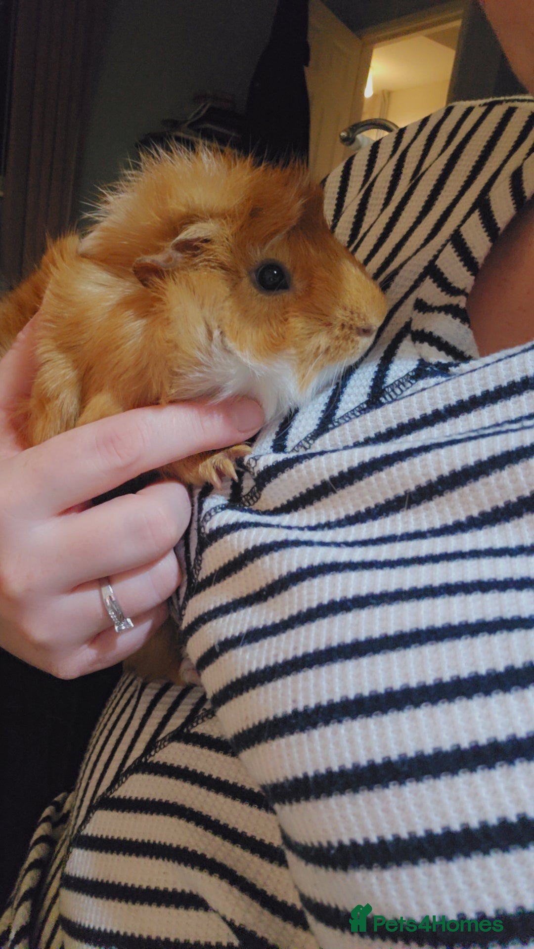Guinea Pig rodents for sale: Toffee the Guinea pig - Advert 2