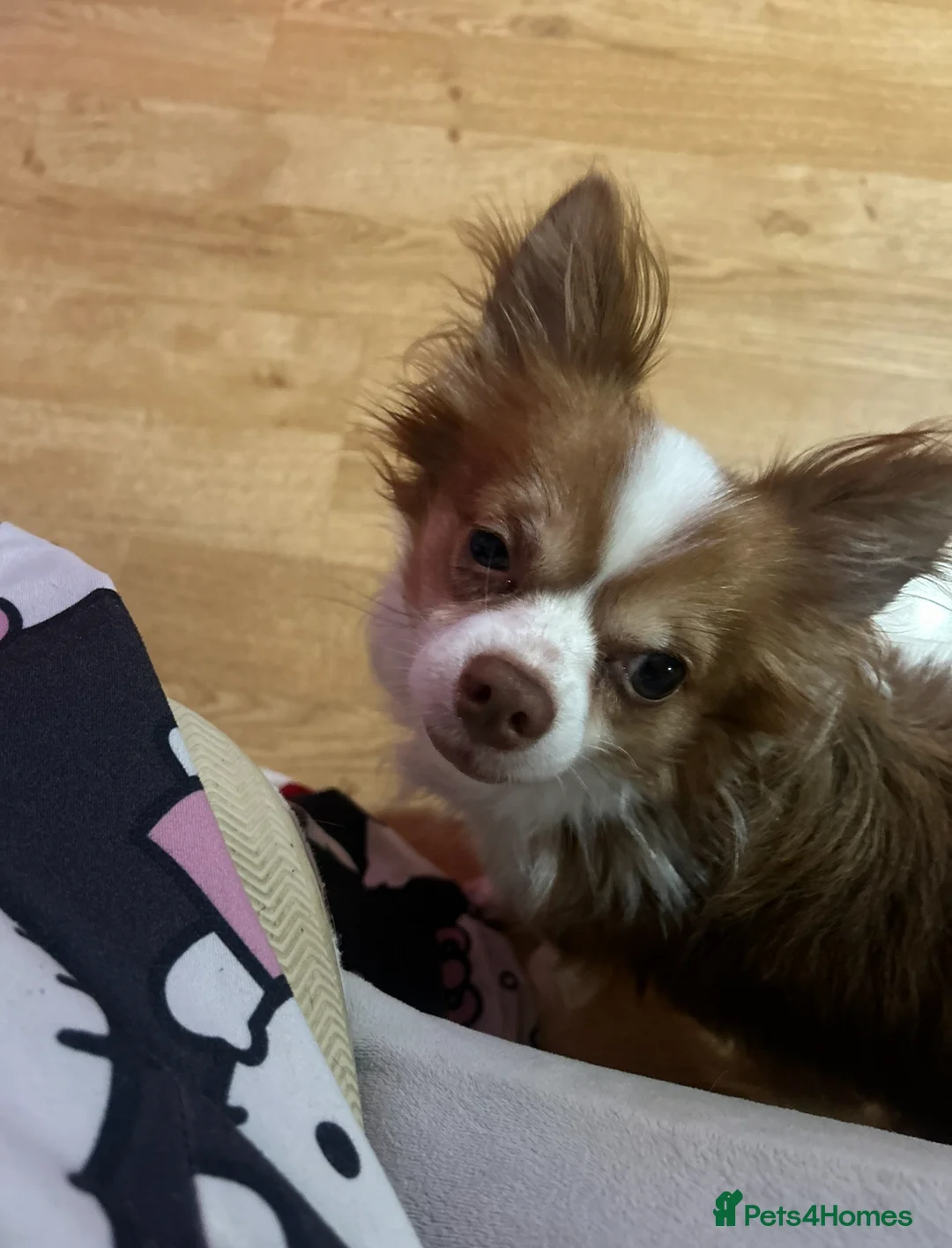 Chihuahua dogs for sale: Chihuahua needs rehoming - Advert 1