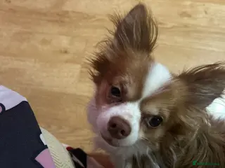 Chihuahua dogs Chihuahua needs rehoming - Advert 4