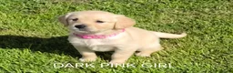 Golden Retriever dogs for sale: KC GOLDEN RETRIEVER PUPPIES  - Advert 11