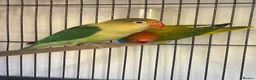 Lovebirds birds for sale: Two lovebirds for sale £120 for both - Advert 8