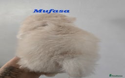 Mixed Breed dogs for sale: F1 Maltipom puppies from health tested parents  - Image 14