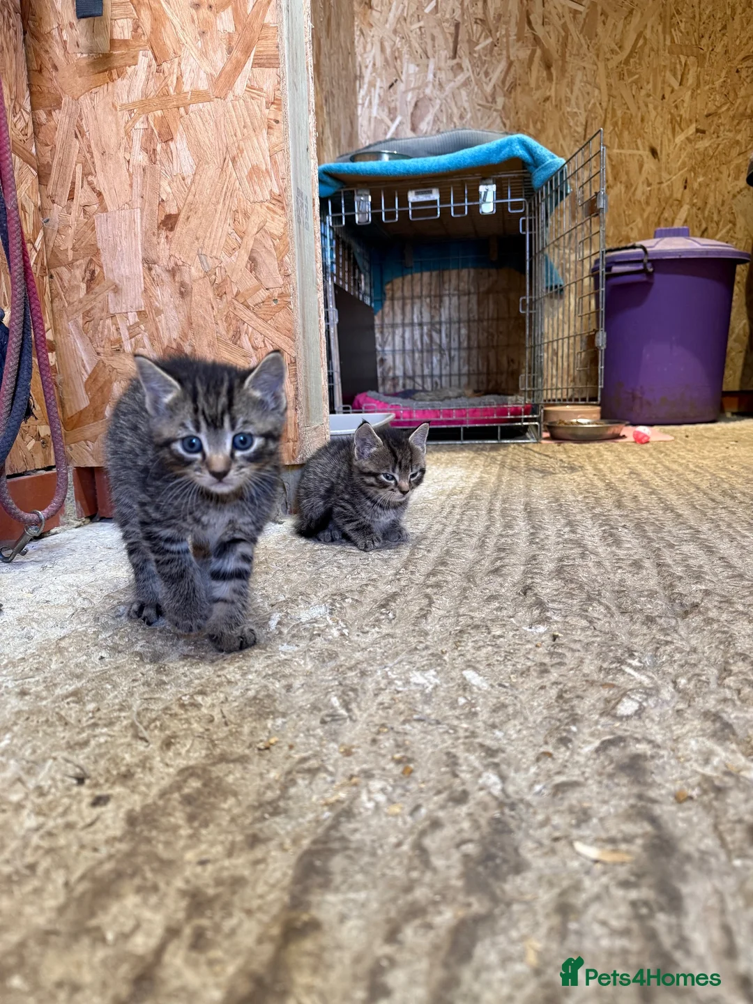 Mixed Breed cats for sale: X1 Male X1 female Kitten in Tonbridge - Advert 4