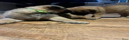 Mixed Breed dogs for sale: Douge De Bordeaux X German Shepard's - Advert 6