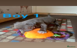 Staffordshire Bull Terrier dogs for sale: RARE BLUE MERLE STAFFORDSHIRE BULL TERRIER PUPPIES - Image 13
