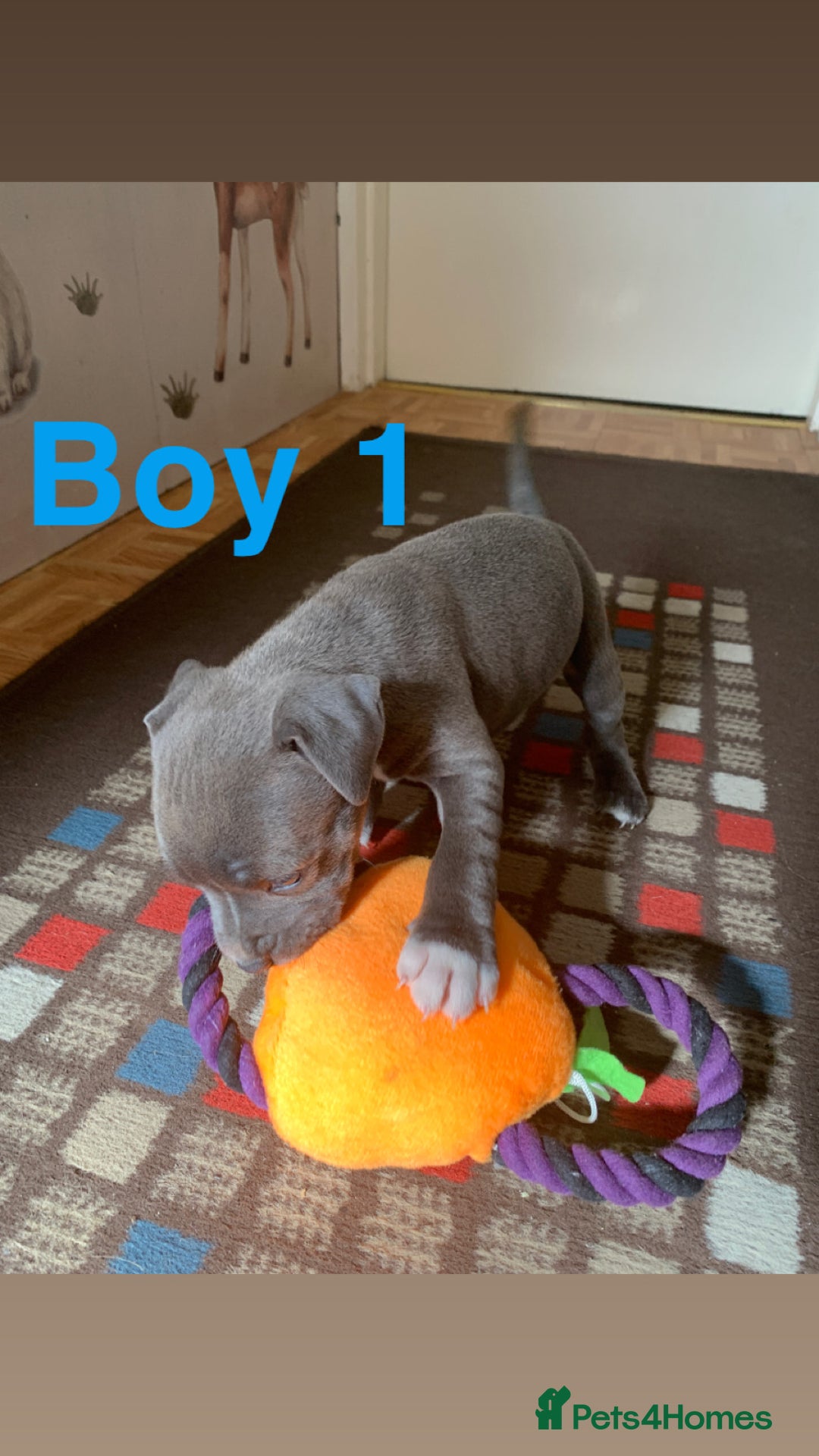 Staffordshire Bull Terrier dogs for sale: RARE BLUE MERLE STAFFORDSHIRE BULL TERRIER PUPPIES - Image 13