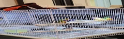Finches birds for sale: Proven breeding pairs Gouldian finches - Advert 13