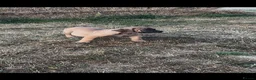 Boerboel dogs for sale: South African boerboel - Advert 9