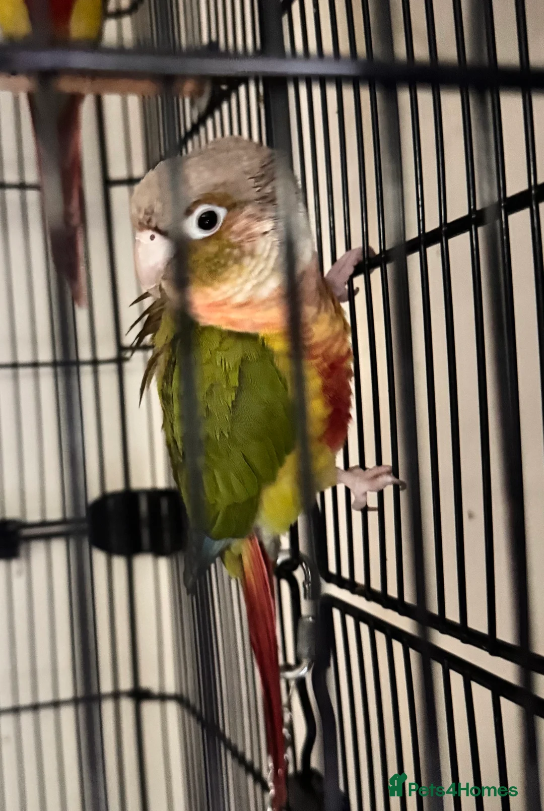Conures birds for sale: Pineapple cheek conures for sale  - Advert 2