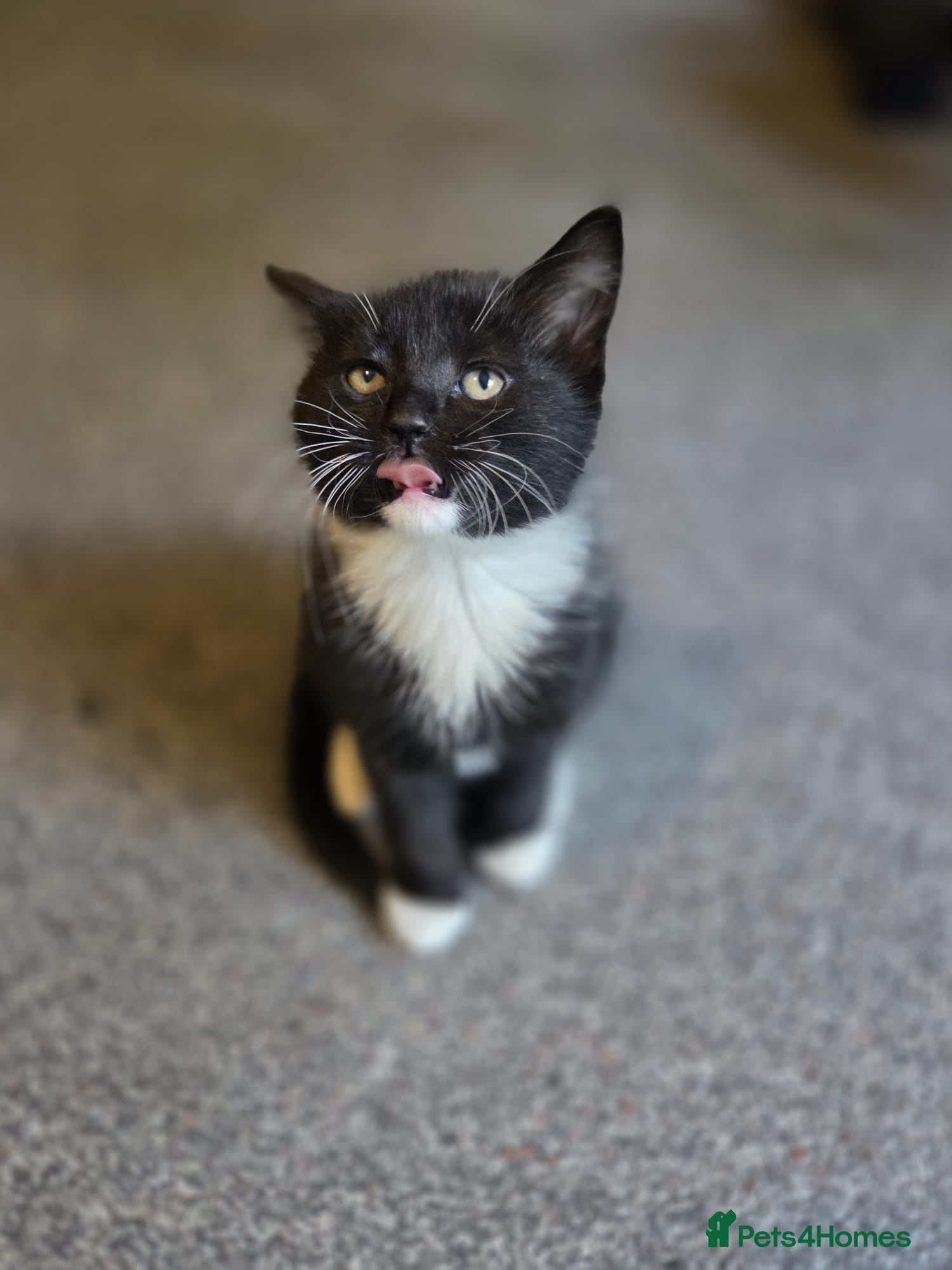 Mixed Breed cats 3 adorable kittens looking for their forever homes - Advert 12