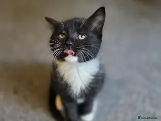 Mixed Breed cats 3 adorable kittens looking for their forever homes - Advert 12