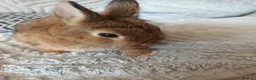 Netherland Dwarf rabbits for sale: Beautiful Netherland dwarfs babys  - Advert 2