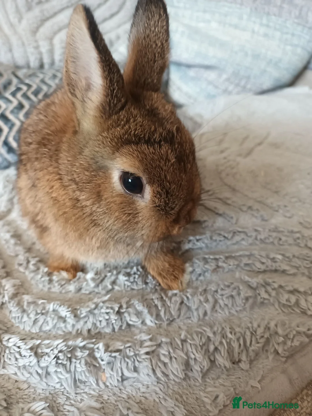 Netherland Dwarf rabbits for sale: Beautiful Netherland dwarfs babys  - Advert 2