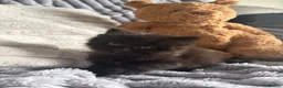 British Shorthair cats for sale: BRITTISH SHORT HAIR X - Advert 8