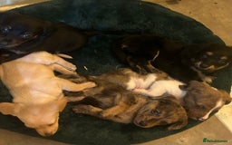 Miniature Dachshund dogs for sale: Miniature dachshunds  - Image 4