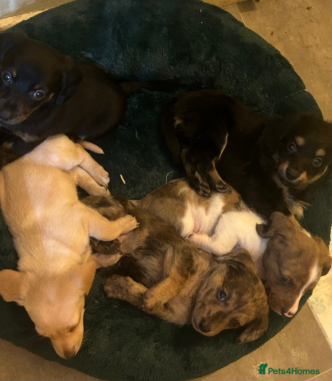 Miniature Dachshund dogs for sale: Miniature dachshunds  - Image 4