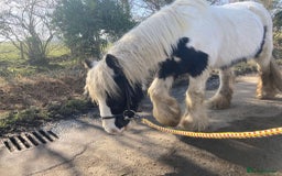 Other Breed horses for sale: 12.2hh pony needs a new rider  - Image 2