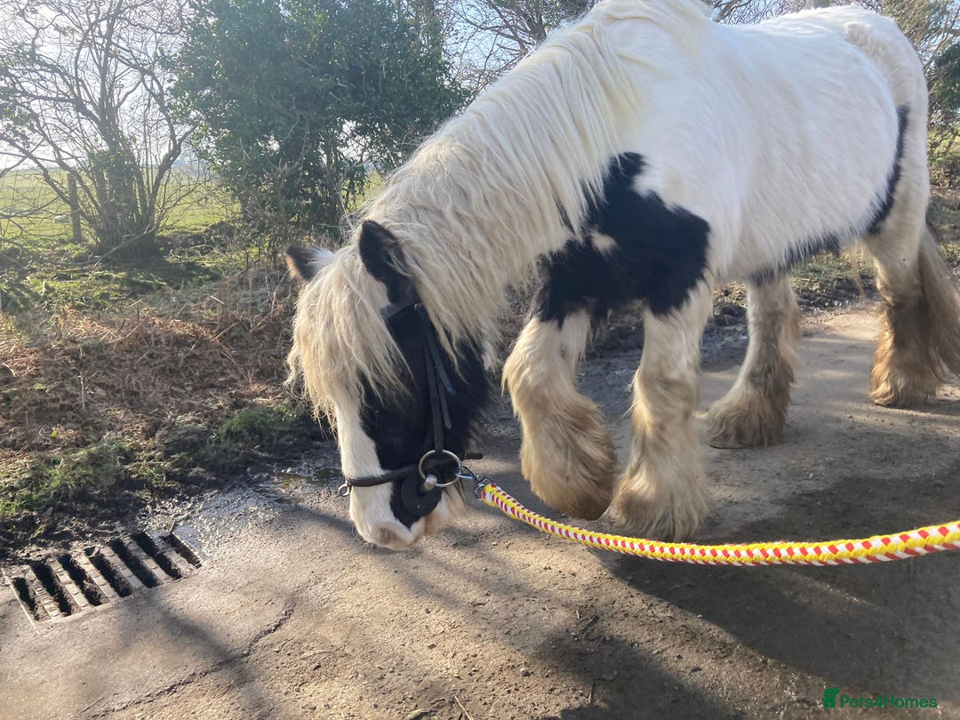 Other Breed horses for sale: 12.2hh pony needs a new rider  - Image 2