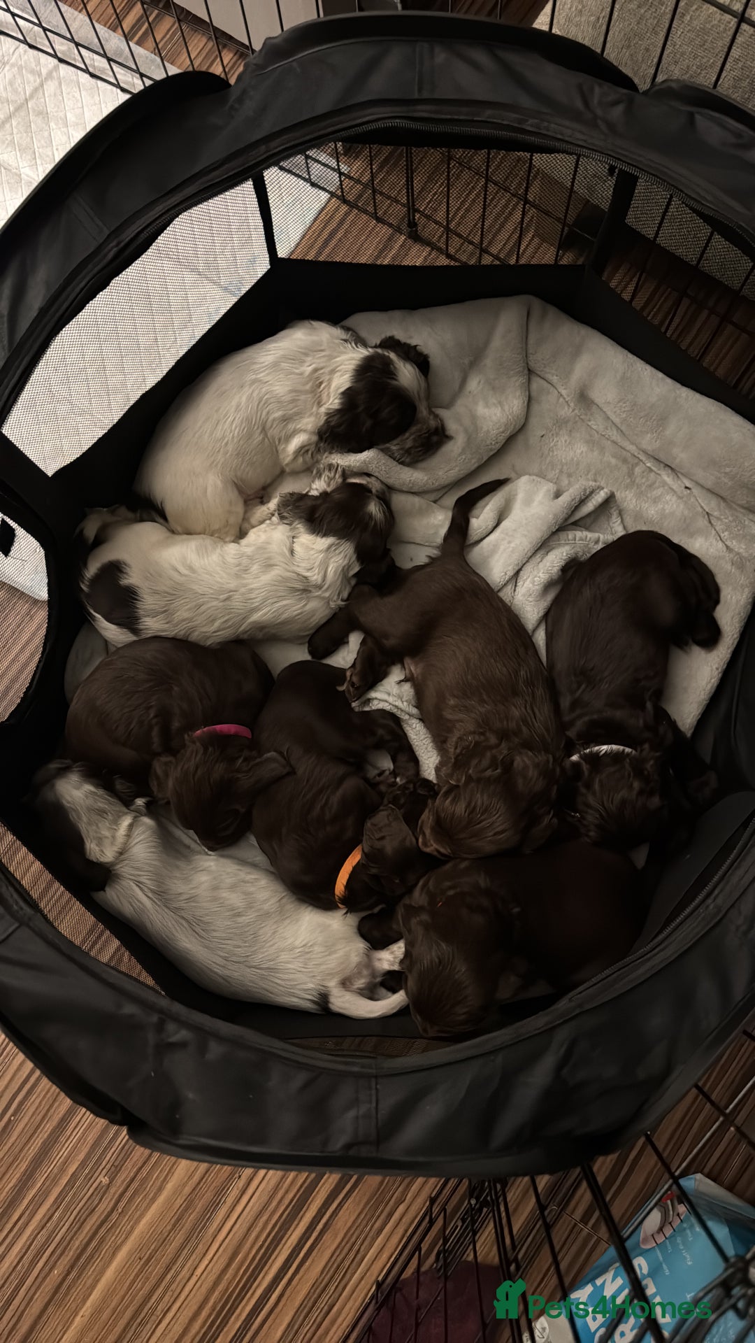 Cocker Spaniel dogs for sale: Litter of Cocker Spaniels ready for New Year - Advert 2