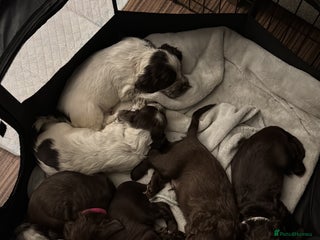 Cocker Spaniel dogs Litter of Cocker Spaniels ready for New Year - Advert 4