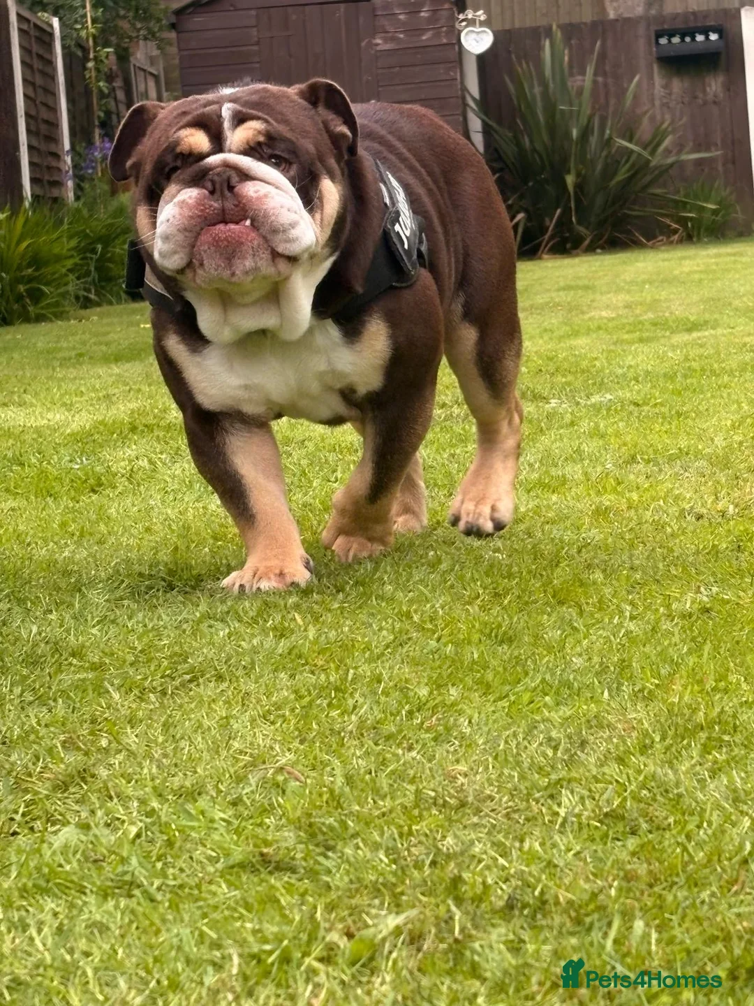 English Bulldog dogs for stud: Chocolate and white rocket Rambo for stud in Walsall - Advert 4