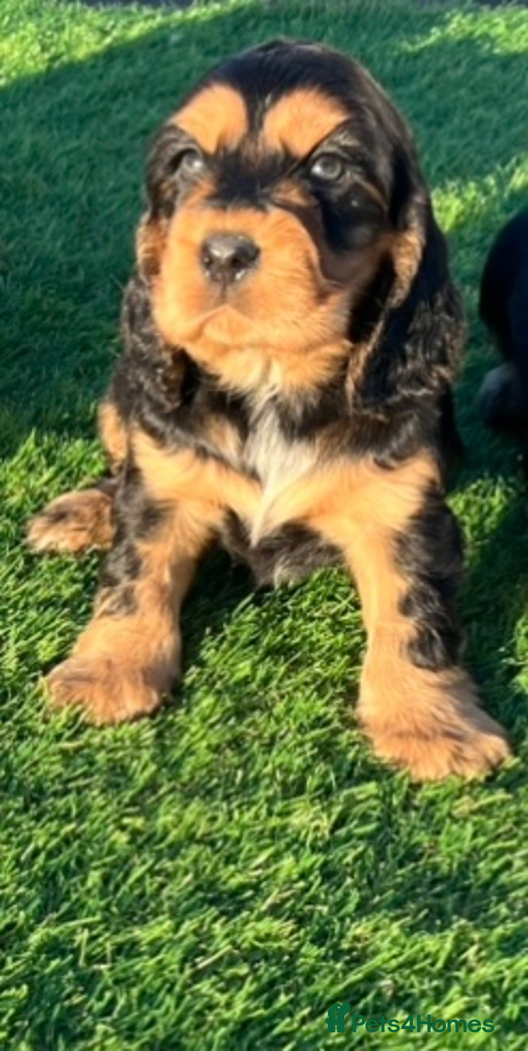 Cocker Spaniel dogs for sale: KC Registered Show Type Cocker Spaniels - Advert 23