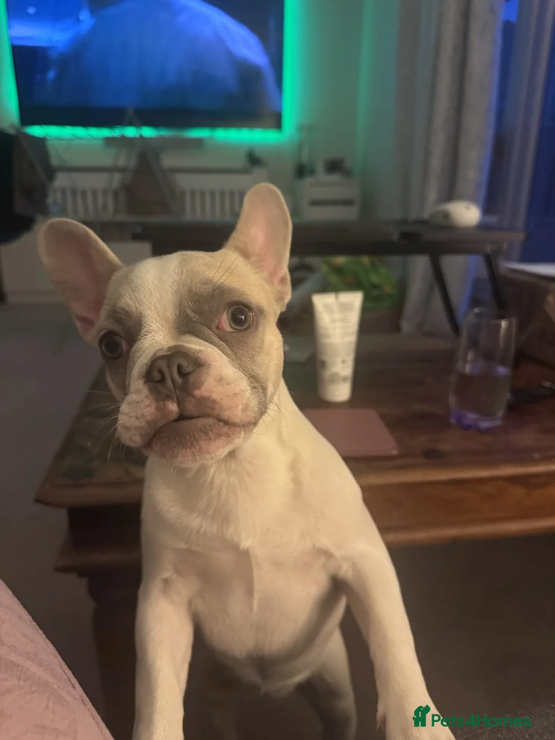 French Bulldog dogs for sale: K.C registered Female French Bulldog - Advert 8