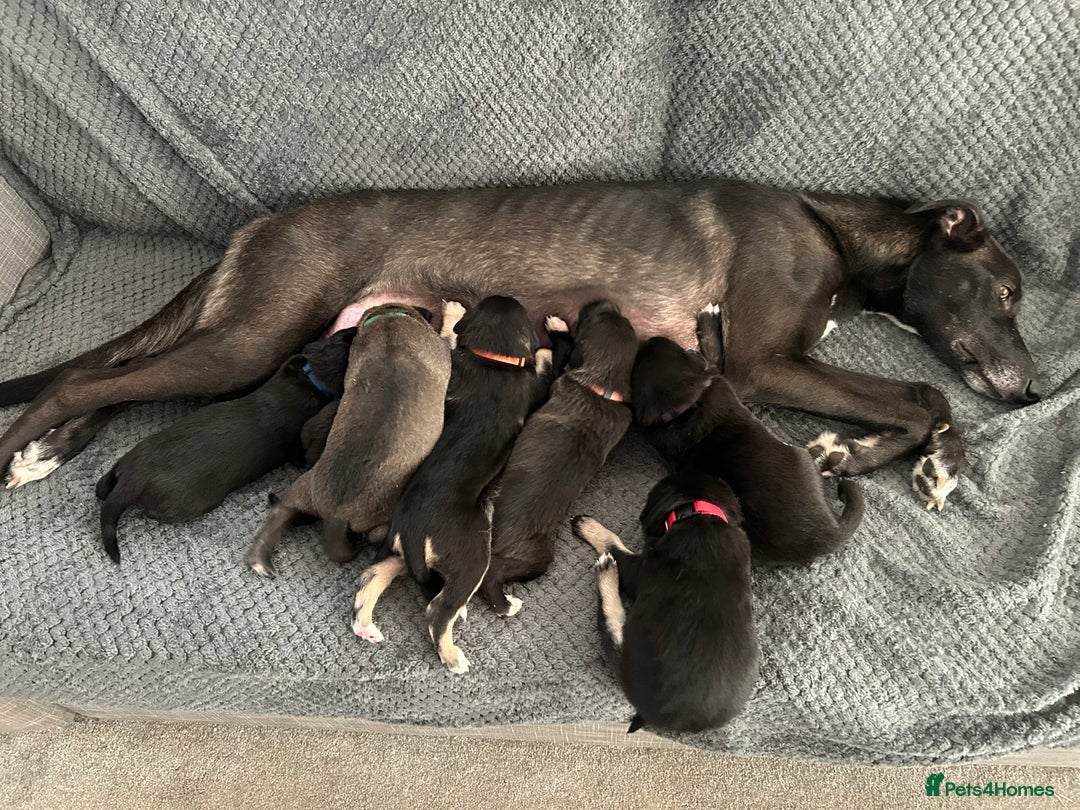 Mixed Breed dogs for sale: Lurchers  - Advert 2